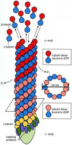 Tubulin Polymerization