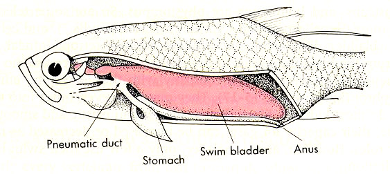Image result for swim bladder in fish