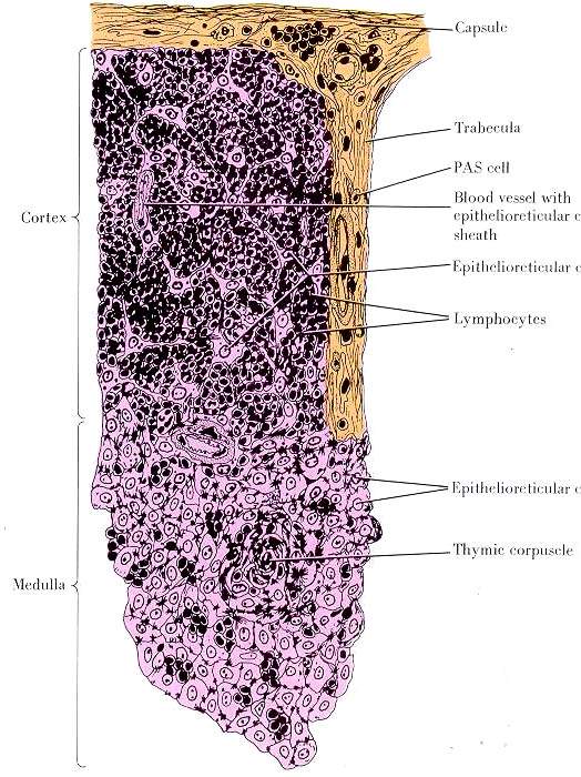 thymus histology labeled trabeculae